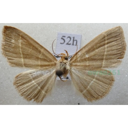 Trisateles emortualis (Denis & Schiffermüller, 1775) Pomiarka zmarlica Czech52h